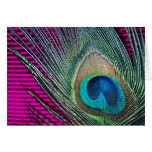 Magenta Peacock avec lignes