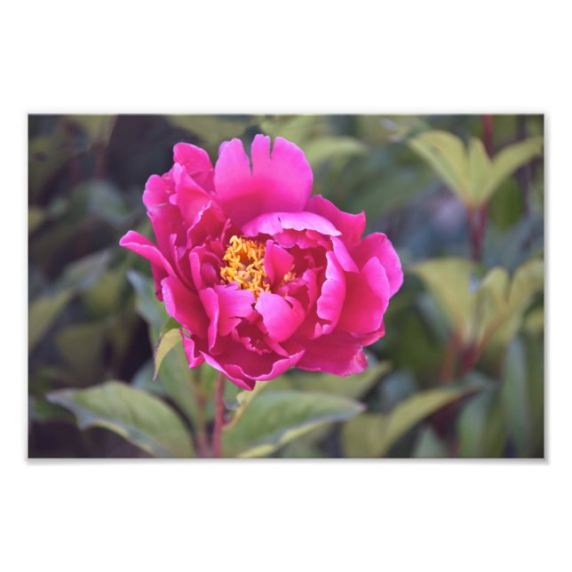 Magenta Peony Fotodruck (Vorne)