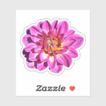 Magenta Pink Giant Dahlia Blume