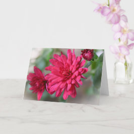 Magenta Rosa Mum Blume Kunst Karte