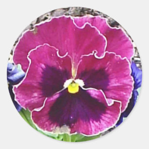 Magenta und Violet Pansy Sticker