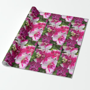 Magenta und weiße Petunien Geschenkpapier