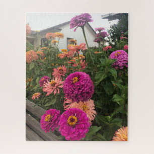 Magenta-Zinnie im Garten, San Mateo