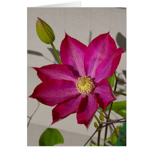 Magentaroter Clematis (Vorne)