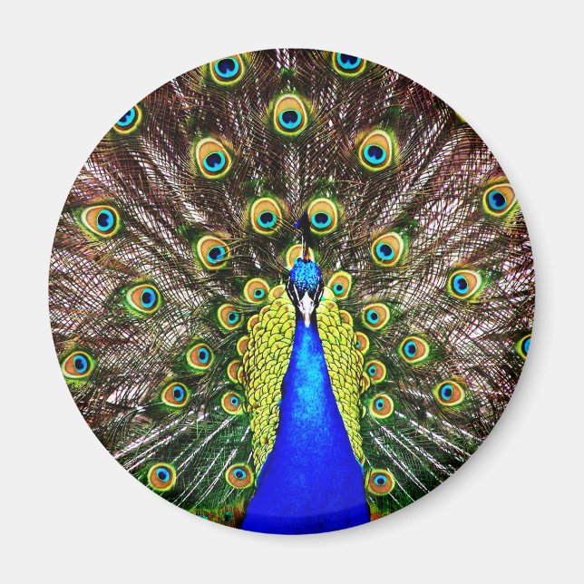 Magestic Peacock Magnet (Vorne)