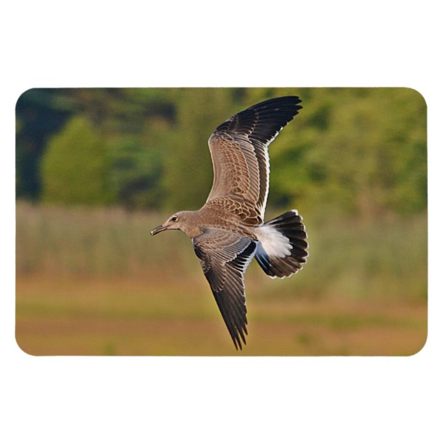 Magestic Seagull Magnet (Horizontal)