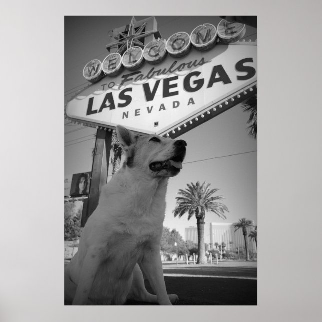 Maggie - Las Vegas-Zeichen Poster (Vorne)