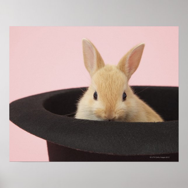 Magic Bunny Poster (Vorne)