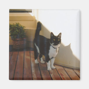 Magic Cat - Individuell Magnet