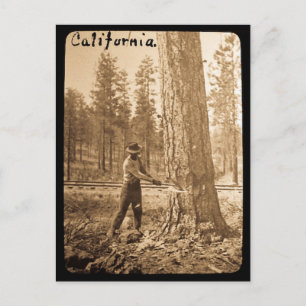 Magic Lantern Logging in the Butte Valley, CA Postkarte
