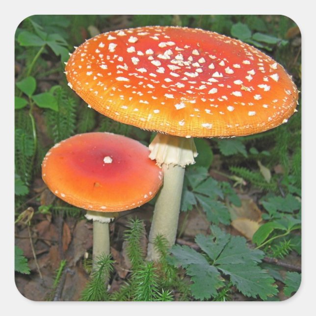 Magic Mushrooms Quadratischer Aufkleber (Vorderseite)