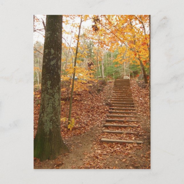 Magic Wood Stairs Postkarte (Vorderseite)