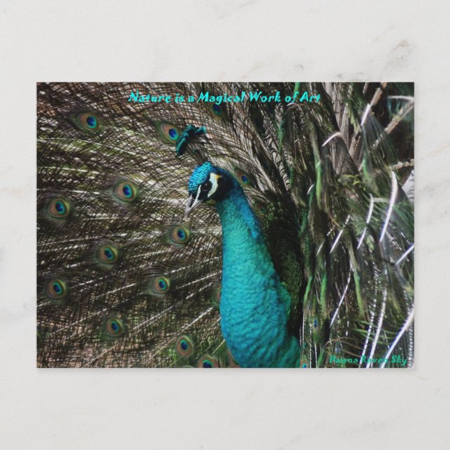 Magische Friedensstift Natur ist Postkarte der Kun (Vorderseite)