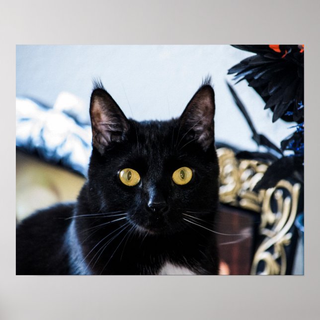 magische Kätzchenaugen Poster (Vorne)
