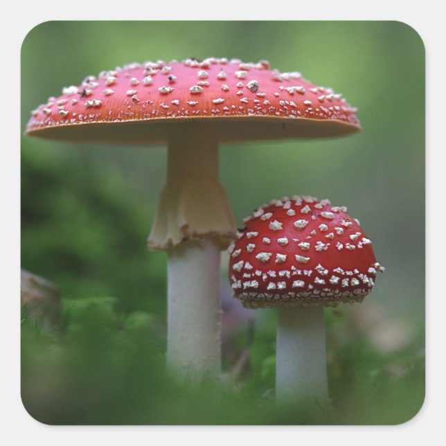 Magische Pilze Quadratischer Aufkleber (Vorderseite)