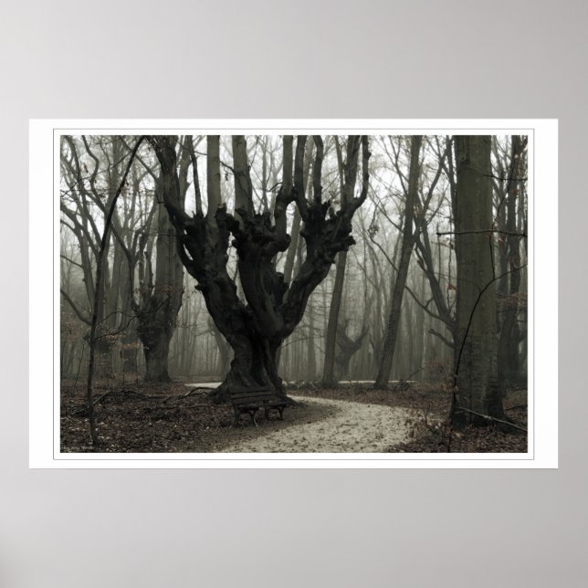 Magisches Holz Poster (Vorne)