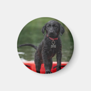 MAGNET