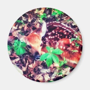 MAGNET 1FAWN