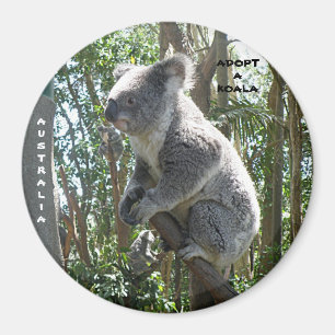 Magnet Adoptierte A Koala Australien ZIZAGO