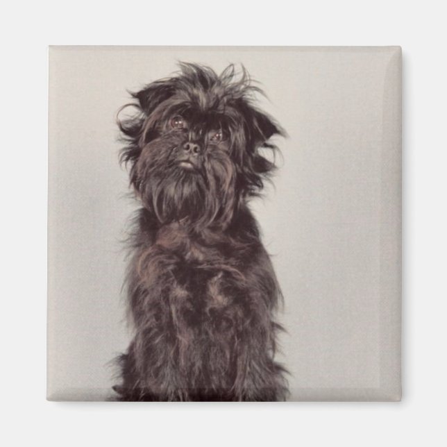 Magnet Affenpinscher (Devant)