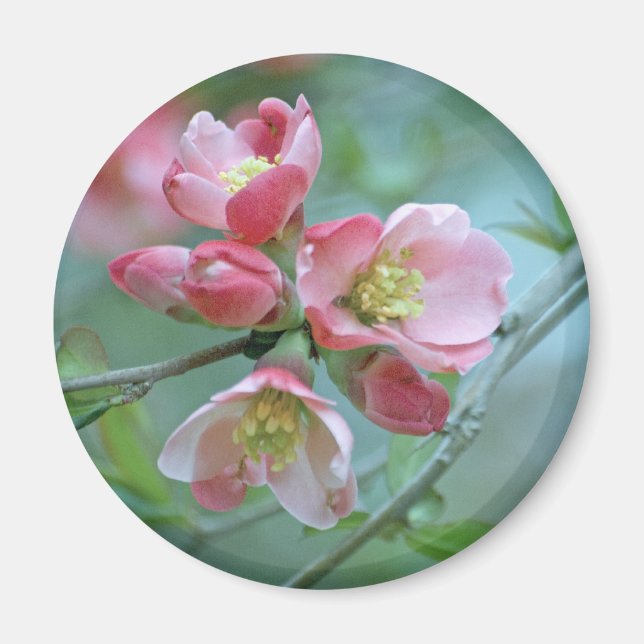 Magnet Apple Blossom #P0356 (Devant)
