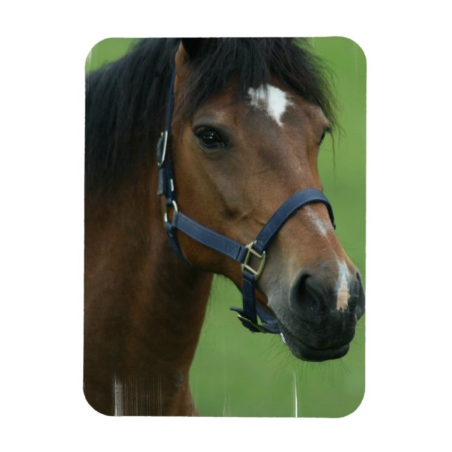 Magnet Arabian Horse Pictures (Vertical)