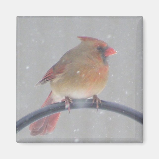 MAGNET AVEC CARDINAL (Devant)