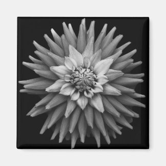 Magnet B & W Dahlia