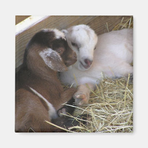 Magnet ~ Baby-Ziege:: Liebe
