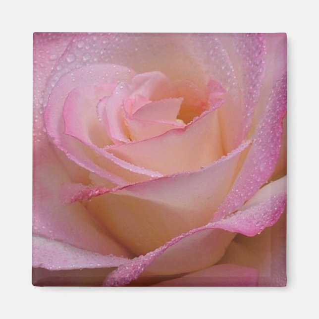 Magnet Beautiful Pink Rose (Vorne)