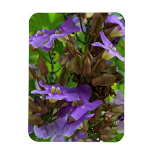 Magnet - Blue Ginger