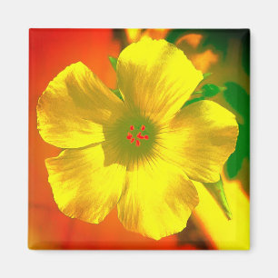Magnet BLUMEN-STIL UND DESIGN-DEKORATION