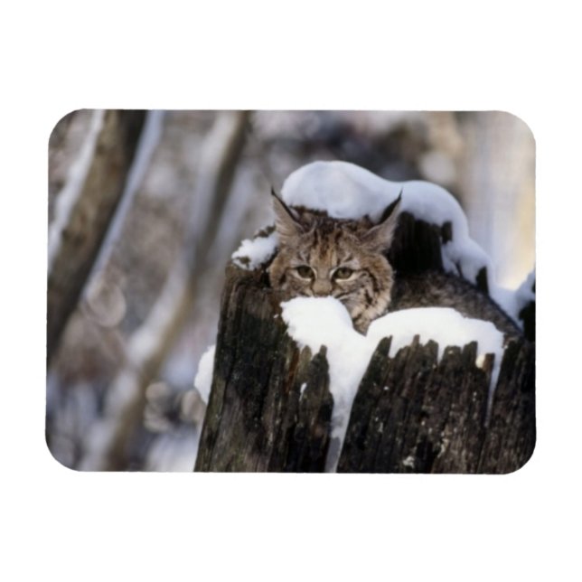 Magnet Bobcat Kitten (Horizontal)