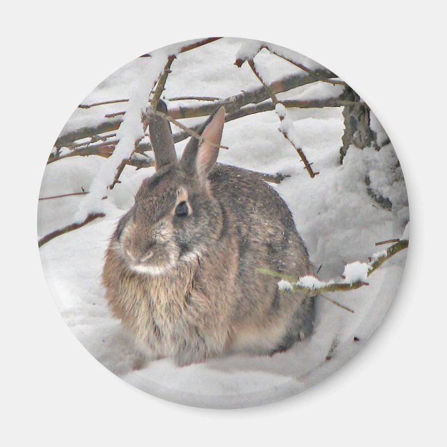 Magnet Bunny (Devant)
