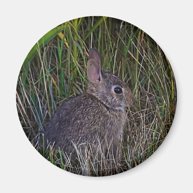 Magnet Bunny (Devant)