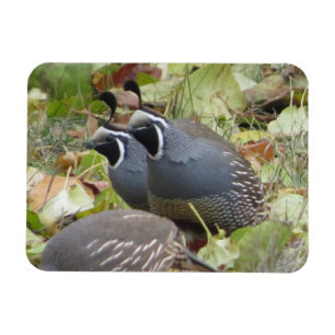 Magnet California Quail Twins