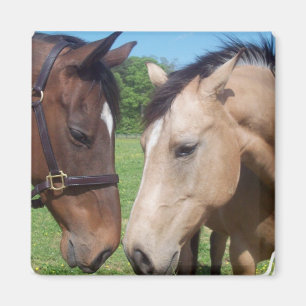 Magnet Carré Horse Romance