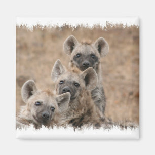 Magnet Carré Hyenas