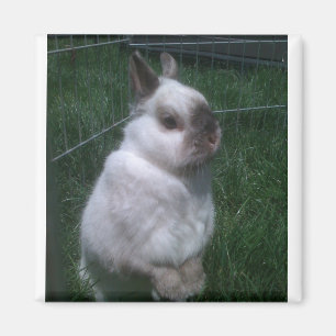 Magnet Carré lapin lapin