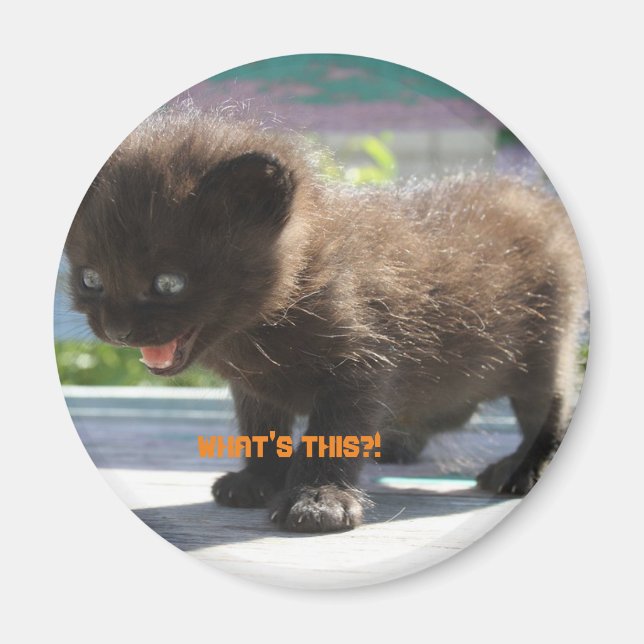 Magnet Cat-Horror (Vorne)