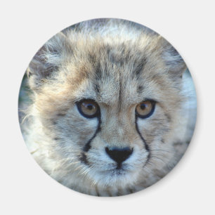 Magnet-cheetah-cub10x10 Magnet