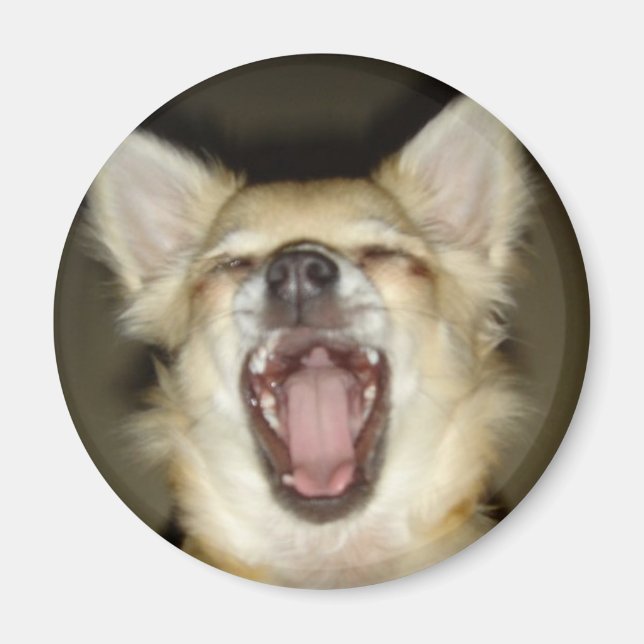 Magnet Chihuahua Foto Perso (Vorne)