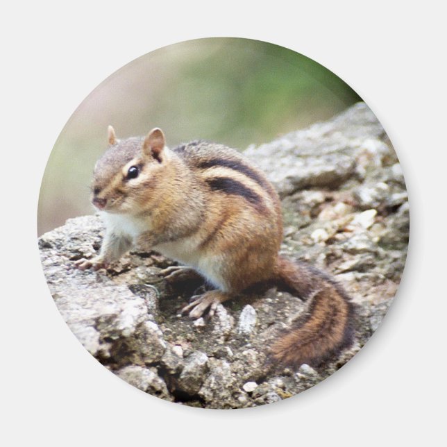 Magnet Chipmunk (Devant)