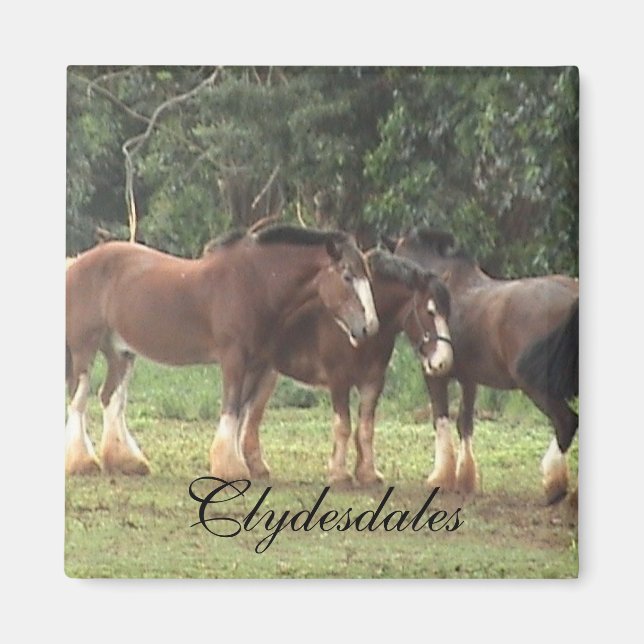 Magnet Clydesdale (Devant)