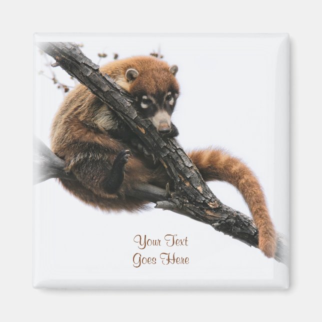 Magnet: Coatimundi #5 (Platz) Magnet (Vorne)