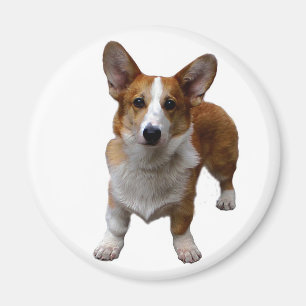 MAGNET: Corgie Hund Magnet
