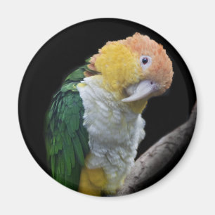 Magnet Cutie Coloré