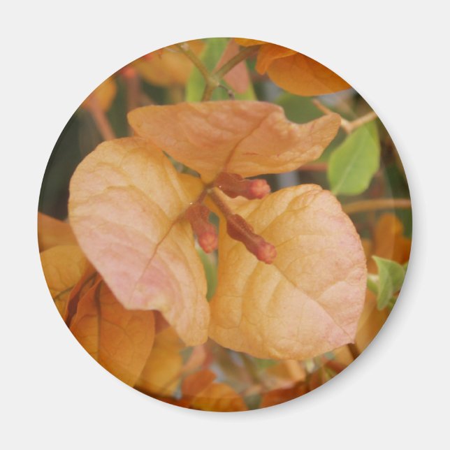 Magnet de bougainvilliers orange (Devant)