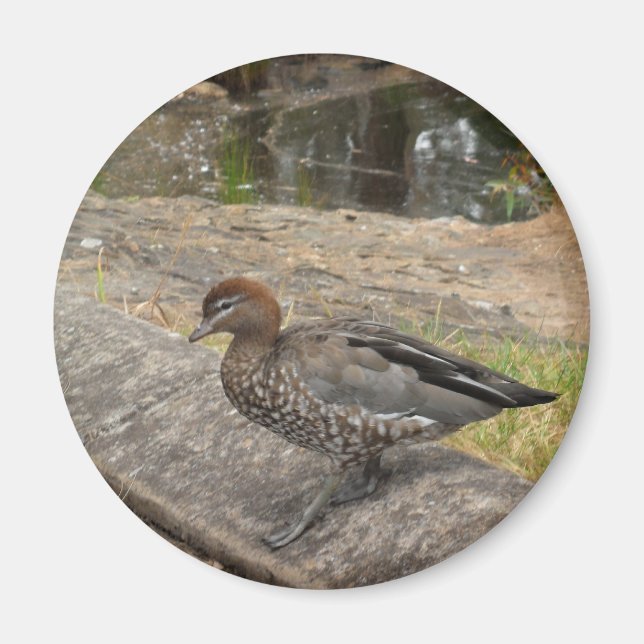 Magnet de canard (Devant)