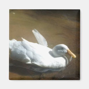 Magnet de canard